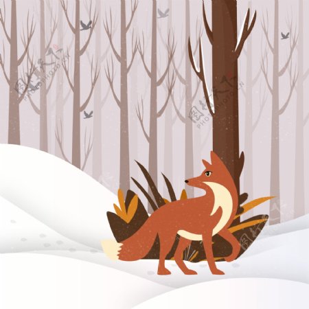 冬季雪树林里觅食的小狐狸