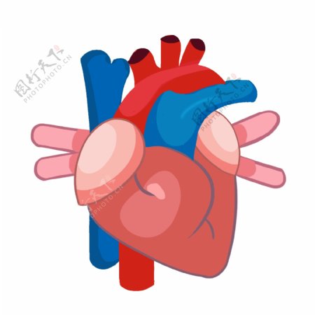 手绘器官心脏插画
