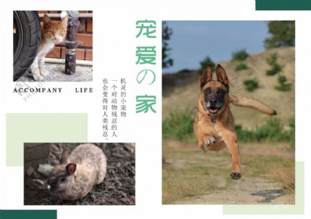 宠物动物简约小清新画册设计