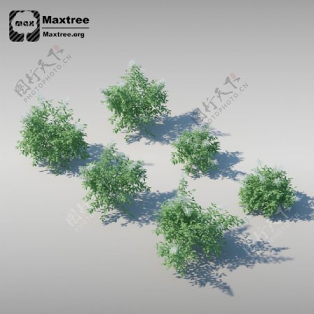 灌木模型效果图