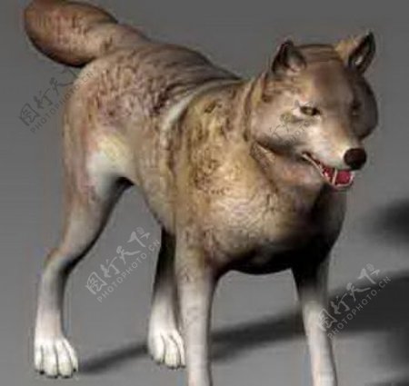 动物狼狼毛皮群居犬狗动物3d模型的野生动物