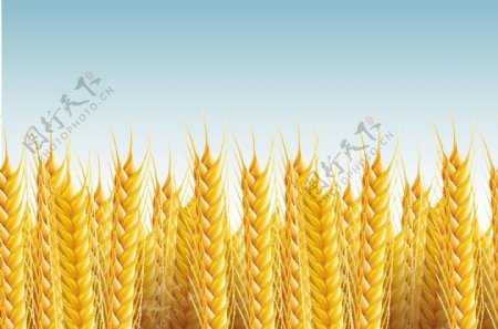 环保小麦相关矢量素材