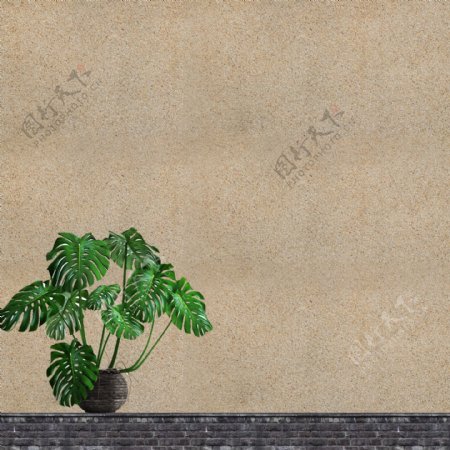 沙墙下的植物