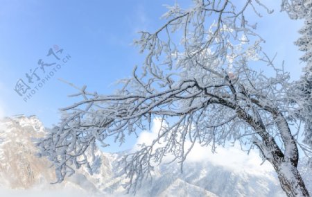 新疆天山雾凇