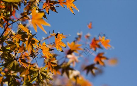 秋天金黄树叶