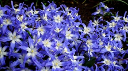 花团锦簇蓝色野花朵百合