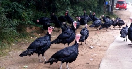 北京八达岭野生动物园动物火鸡