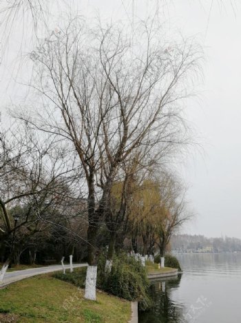 江边河边柳树垂柳