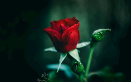 一支玫瑰