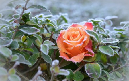 雪地里的玫瑰花