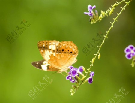 蝴蝶摄影图