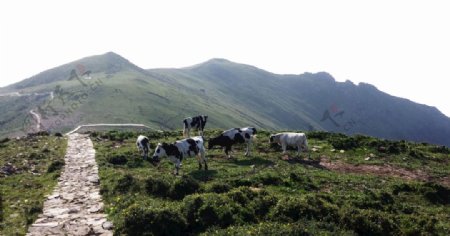 北京灵山上的牛