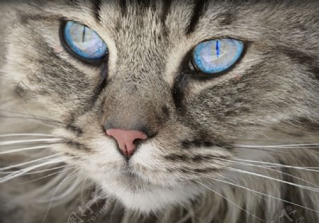 猫的眼神