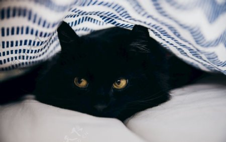 被子里的黑猫