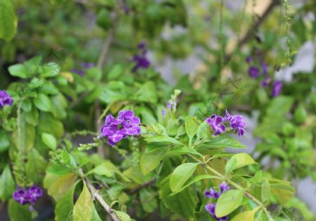 背景虚化紫色花