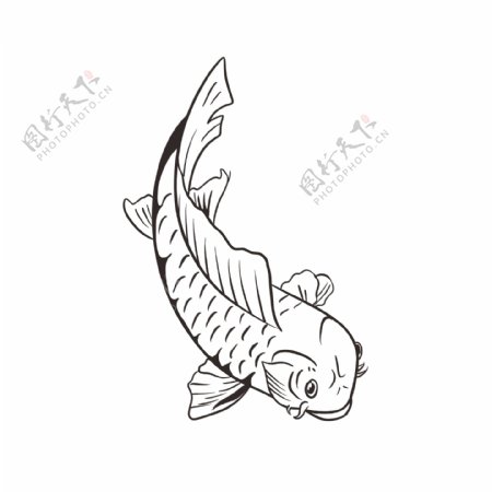 金鱼锦鲤手绘黑白素材