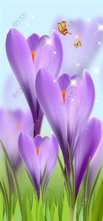 紫色兰花玄关