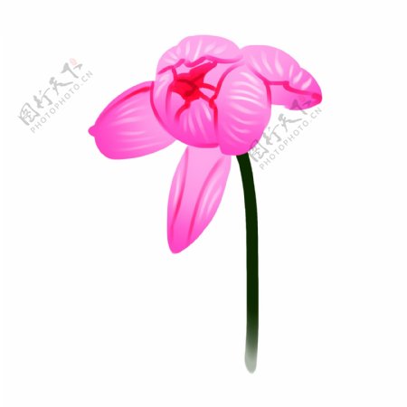 粉色的荷花花朵插画