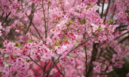 樱花树四摄影图片