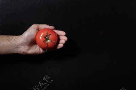 手心捧西红柿蔬菜番茄健康黑色背景摄影图