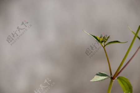 小植被特写横版摄影图