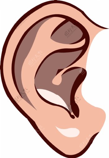 手绘人体器官人体五官耳朵结构