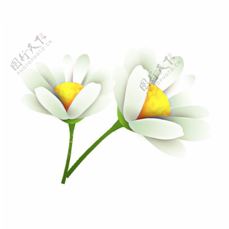 白色水彩花卉透明装饰素材