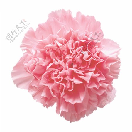 粉色的花朵装饰素材
