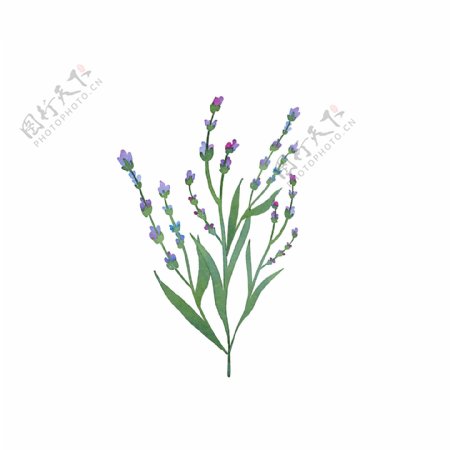 植物花朵紫色小花树枝花香迷人
