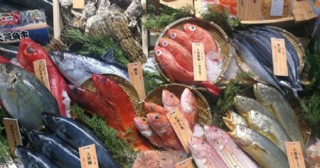海鲜食材海鱼鱼类海虾