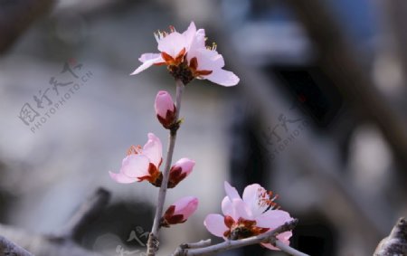 植物园山桃花