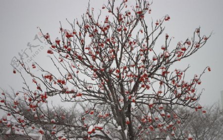 红色果实的雪景