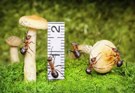 蘑菇蚂蚁