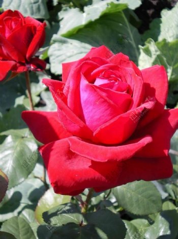 阳光下的红色玫瑰花