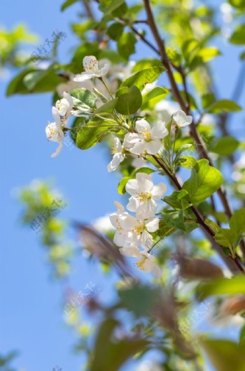 苹果花