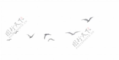 天空海鸥鸟类迁徙