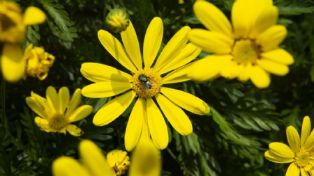 春天黄色的小花高清图片