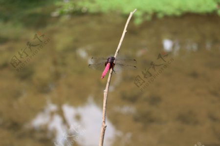 池塘边枯枝上停落歇息的蜻蜓特写