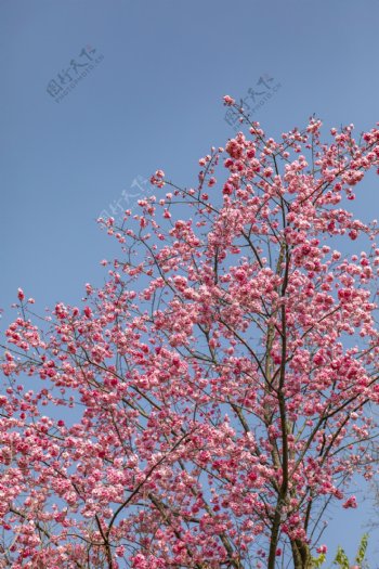 春天繁花盛开桃花朵朵5