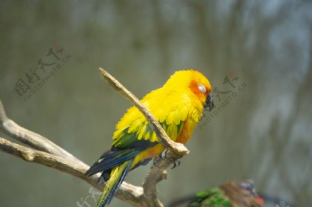 枝头睡觉的黄色鹦鹉摄影