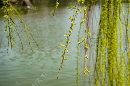 春天湖边发芽的柳树