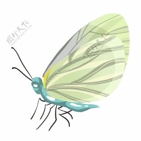 浅蓝色的昆虫蝴蝶插画