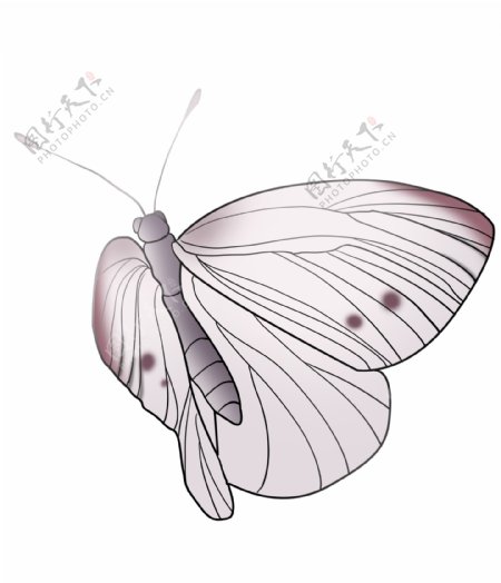 灰色蝴蝶动物插画
