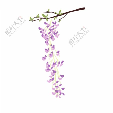 漂亮的紫色花枝插画