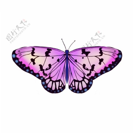 紫色的蝴蝶装饰插画