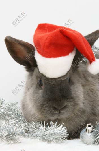 兔子圣诞帽