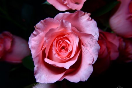 粉色昆明玫瑰