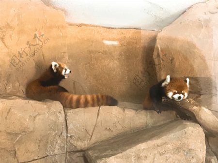 浣熊杭州野生动物园
