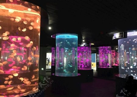 水母展览馆