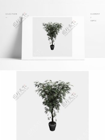 精细植物树木模型